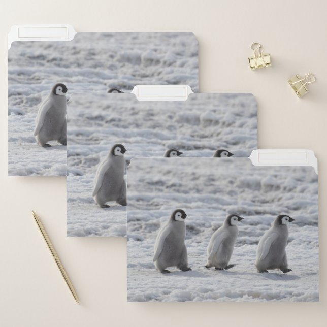 Cutest Baby Animals | Three Emperor Penguin Chicks File Folder (Set)