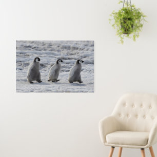 Cutest Baby Animals Three Emperor Penguin Chicks Foam Board
