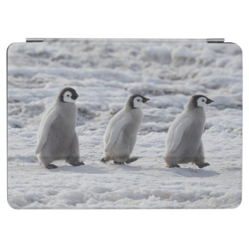 Cutest Baby Animals  Three Emperor Penguin Chicks iPad Air Cover