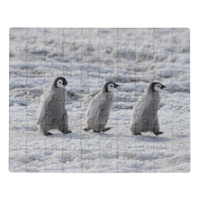 Cutest Baby Animals | Three Emperor Penguin Chicks Jigsaw Puzzle (Puzzle Horizontal)