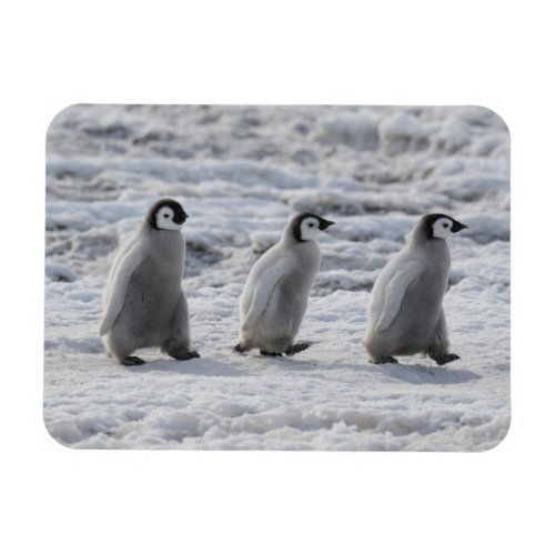 Cutest Baby Animals  Three Emperor Penguin Chicks Magnet