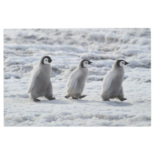 Cutest Baby Animals   Three Emperor Penguin Chicks Metal Print