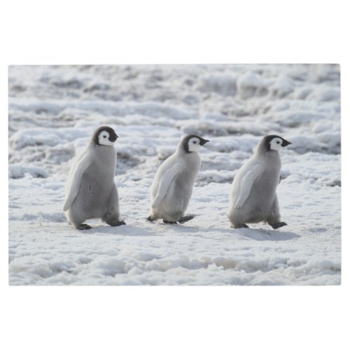 Cutest Baby Animals  Three Emperor Penguin Chicks Metal Print
