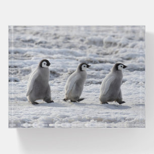 Cutest Baby Animals   Three Emperor Penguin Chicks Paperweight