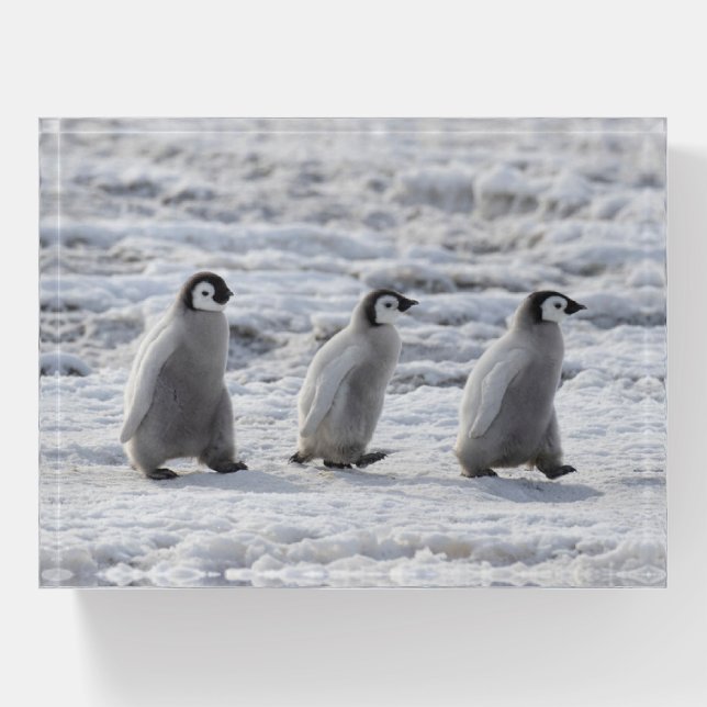 Cutest Baby Animals | Three Emperor Penguin Chicks Paperweight (Front)