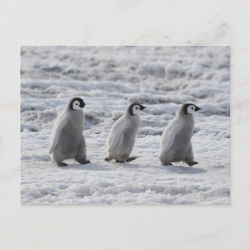 Cutest Baby Animals  Three Emperor Penguin Chicks Postcard
