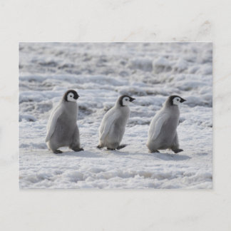Cutest Baby Animals | Three Emperor Penguin Chicks Postcard