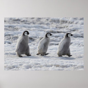 Cutest Baby Animals Three Emperor Penguin Chicks Poster