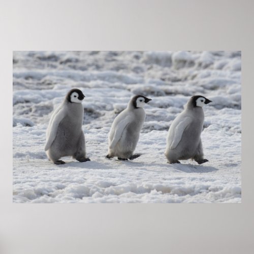 Cutest Baby Animals  Three Emperor Penguin Chicks Poster