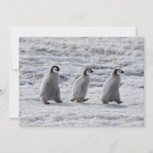 Cutest Baby Animals  Three Emperor Penguin Chicks Thank You Card