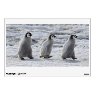 Cutest Baby Animals   Three Emperor Penguin Chicks Wall Decal
