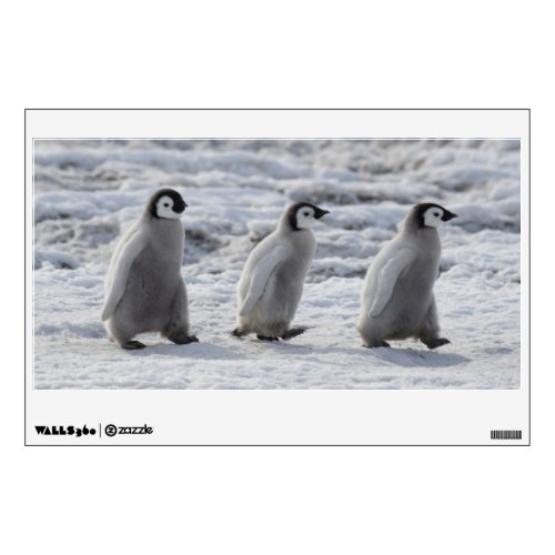 Cutest Baby Animals  Three Emperor Penguin Chicks Wall Decal