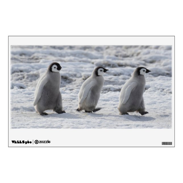 Cutest Baby Animals | Three Emperor Penguin Chicks Wall Decal (Front)