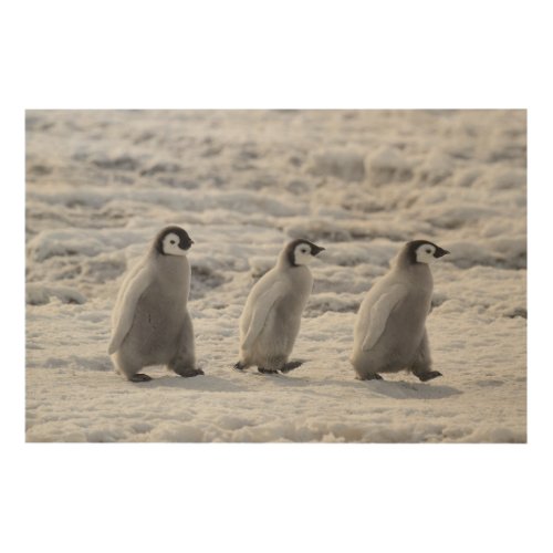 Cutest Baby Animals  Three Emperor Penguin Chicks Wood Wall Art