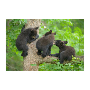 Cutest Baby Animals Three Young Black Bear Cubs Acrylic Print