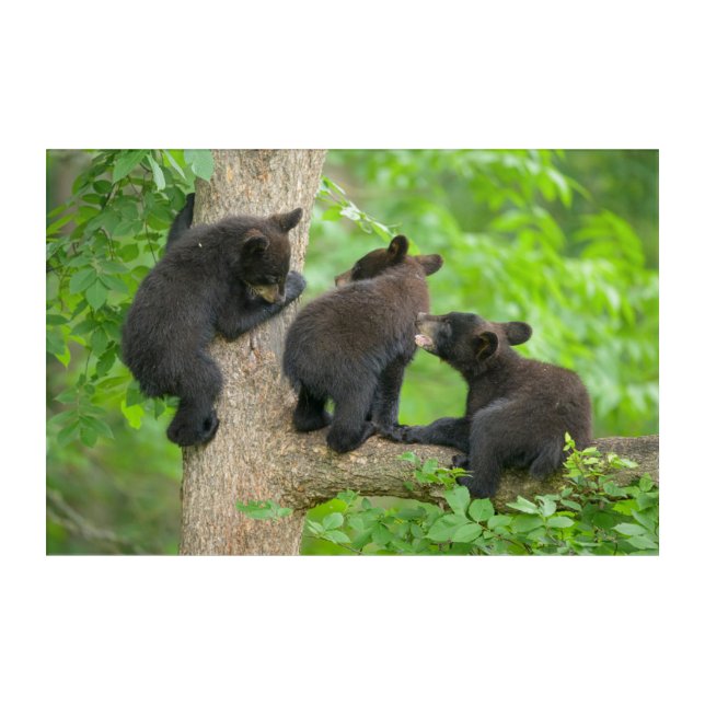 Cutest Baby Animals | Three Young Black Bear Cubs Acrylic Print (Front)