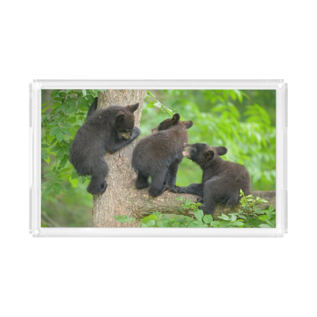 Cutest Baby Animals | Three Young Black Bear Cubs Acrylic Tray (Front)