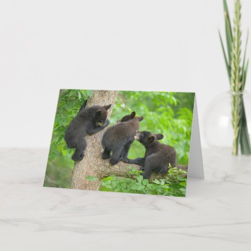 Cutest Baby Animals  Three Young Black Bear Cubs Card