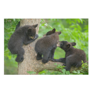 Cutest Baby Animals   Three Young Black Bear Cubs Faux Canvas Print