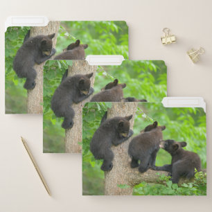 Cutest Baby Animals   Three Young Black Bear Cubs File Folder