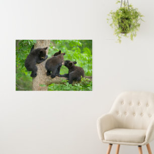 Cutest Baby Animals Three Young Black Bear Cubs Foam Board