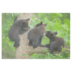 Cutest Baby Animals Three Young Black Bear Cubs Gallery Wrap