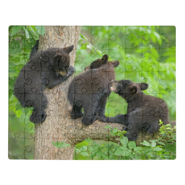 Cutest Baby Animals | Three Young Black Bear Cubs Jigsaw Puzzle (Puzzle Horizontal)