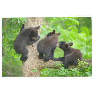 Cutest Baby Animals Three Young Black Bear Cubs Metal Print
