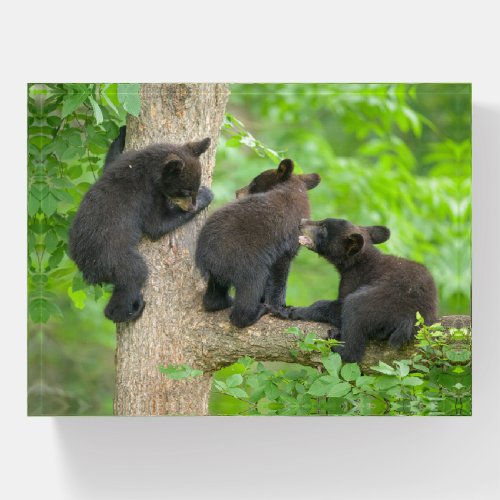 Cutest Baby Animals  Three Young Black Bear Cubs Paperweight