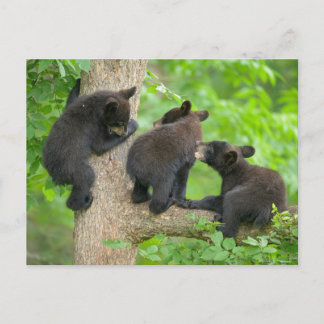 Cutest Baby Animals | Three Young Black Bear Cubs Postcard