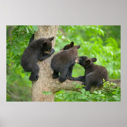 Cutest Baby Animals  Three Young Black Bear Cubs Poster
