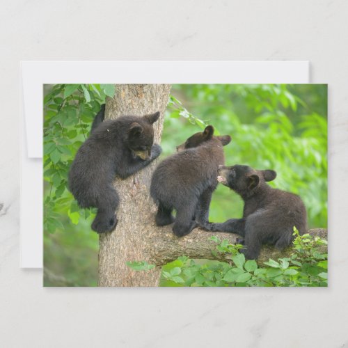 Cutest Baby Animals  Three Young Black Bear Cubs Thank You Card