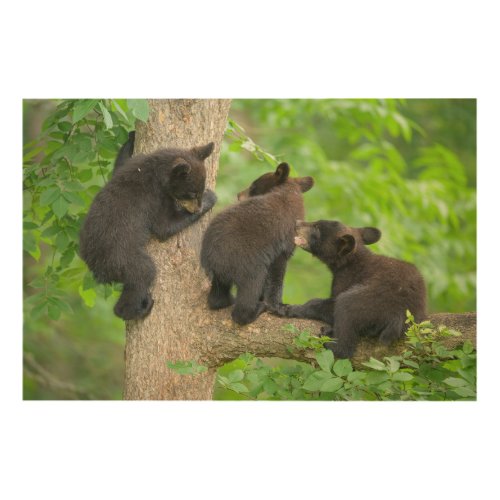 Cutest Baby Animals  Three Young Black Bear Cubs Wood Wall Art