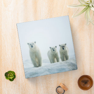 Cutest Baby Animals   Three Young Polar Bears 3 Ring Binder