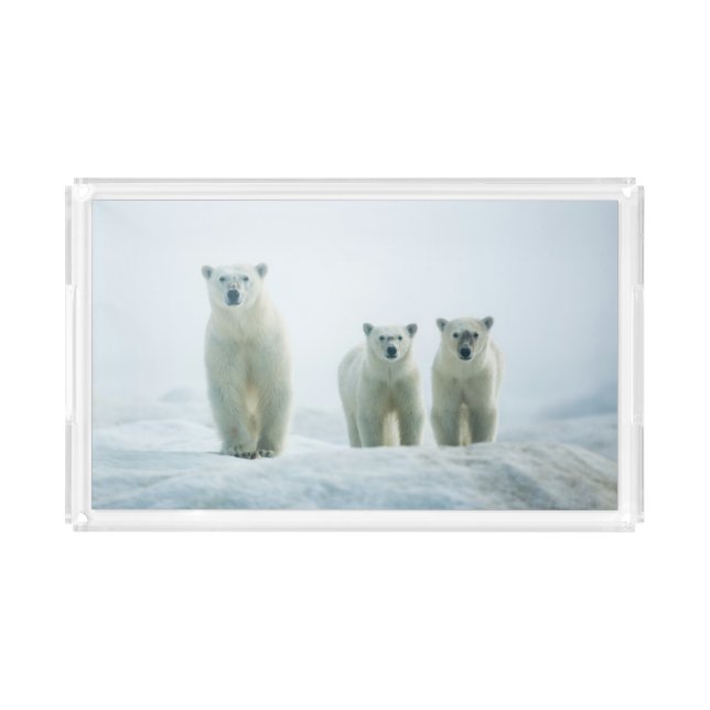 Cutest Baby Animals | Three Young Polar Bears Acrylic Tray (Front)
