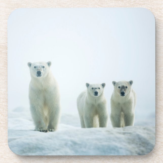 Cutest Baby Animals | Three Young Polar Bears Beverage Coaster (Front)