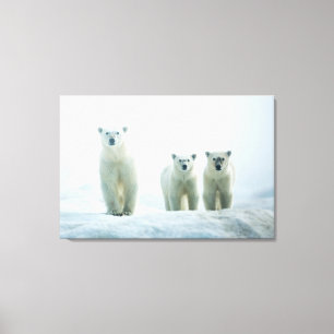 Cutest Baby Animals Three Young Polar Bears Canvas Print