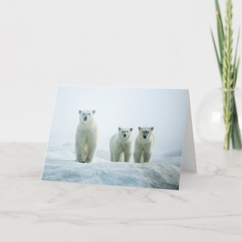 Cutest Baby Animals  Three Young Polar Bears Card