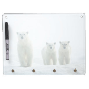 Cutest Baby Animals   Three Young Polar Bears Dry Erase Board With Keychain Holder