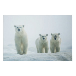 Cutest Baby Animals Three Young Polar Bears Faux Canvas Print