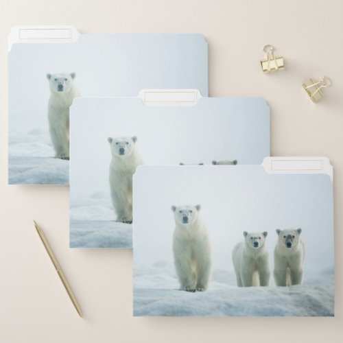 Cutest Baby Animals  Three Young Polar Bears File Folder