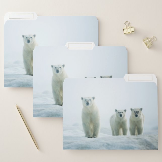 Cutest Baby Animals | Three Young Polar Bears File Folder (Set)