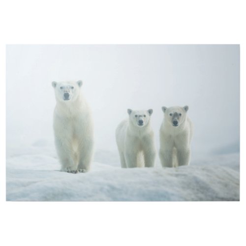 Cutest Baby Animals  Three Young Polar Bears Gallery Wrap