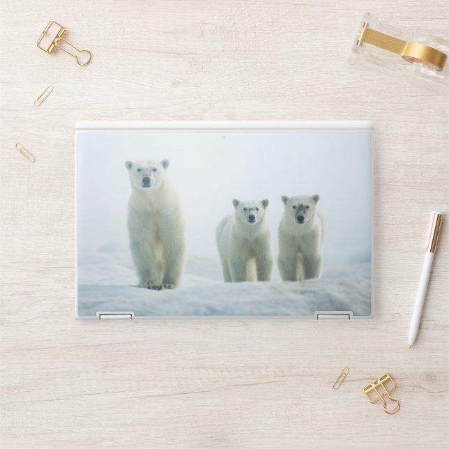 Cutest Baby Animals | Three Young Polar Bears HP Laptop Skin (Desk)