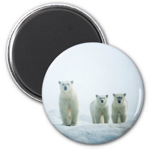 Cutest Baby Animals  Three Young Polar Bears Magnet