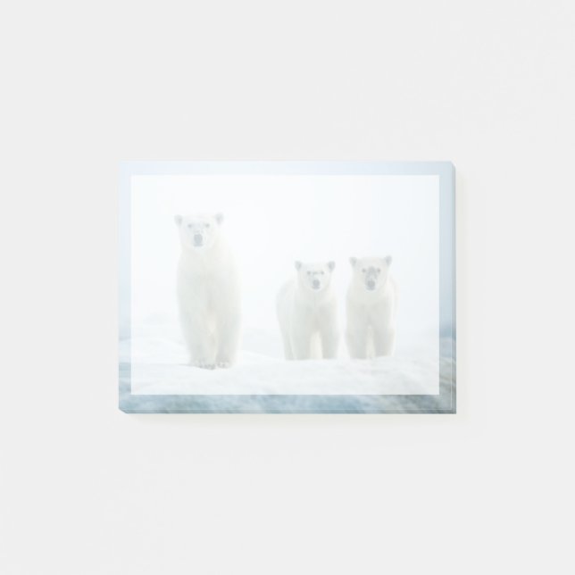 Cutest Baby Animals | Three Young Polar Bears Post-it Notes (Front)