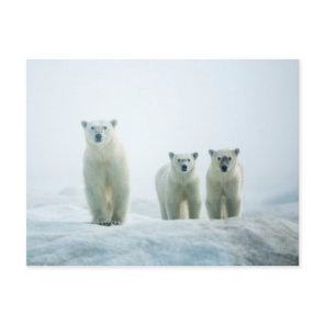 Cutest Baby Animals | Three Young Polar Bears Postcard