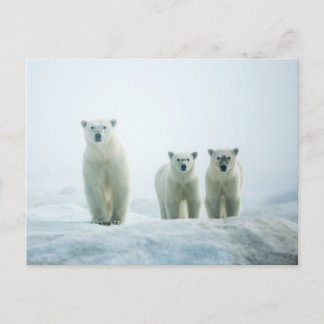 Cutest Baby Animals | Three Young Polar Bears Postcard