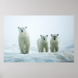 Cutest Baby Animals   Three Young Polar Bears Poster