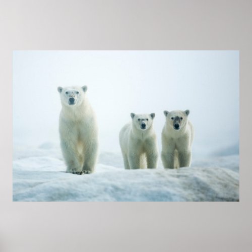 Cutest Baby Animals  Three Young Polar Bears Poster
